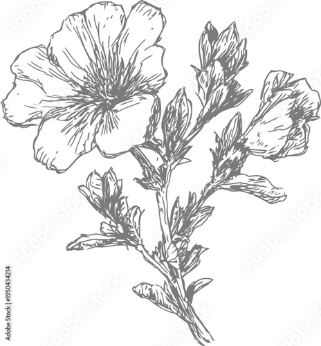 hand drawn floral sketch of delicate blooming flowers with leaves and stems