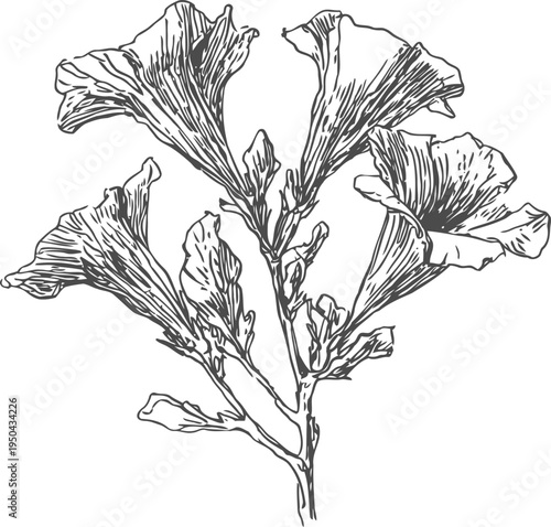 hand drawn botanical illustration of flowering plant with trumpet shaped blooms and detailed leaves