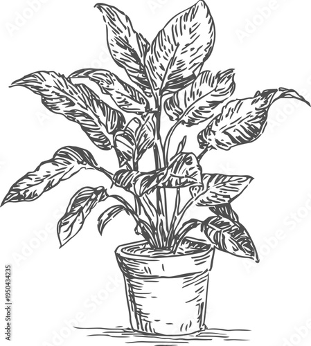 potted houseplant with large leaves hand drawn sketch indoor gardening, botanical illustration of foliage plant