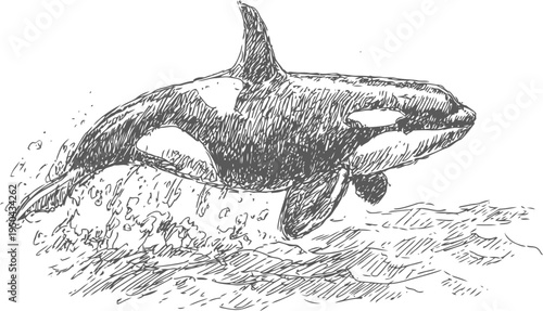 Orca whale jumping out of the water with splash and waves, marine wildlife illustration