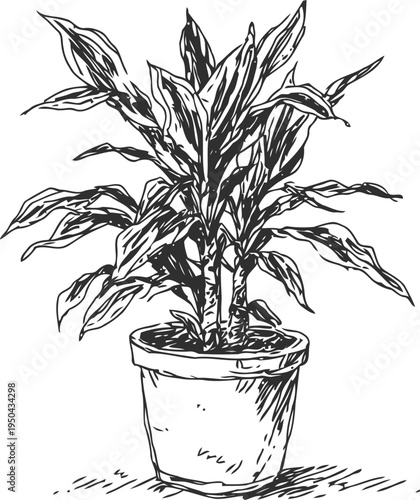 Potted houseplant with long leaves in ceramic container, hand drawn botanical sketch illustration