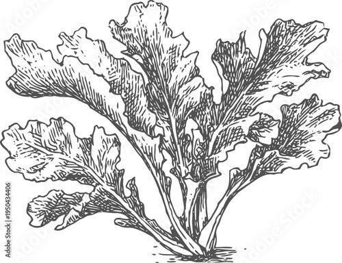 vintage botanical illustration of arugula plant with detailed leaves engraving