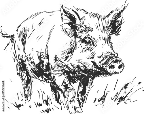 hand drawn pig in grass rustic farm animal sketch with natural details and textured strokes