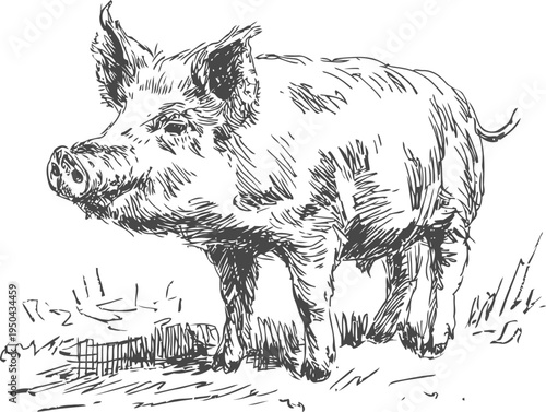 hand drawn pig standing on grass sketch of farm animal with detailed fur and tail in black ink