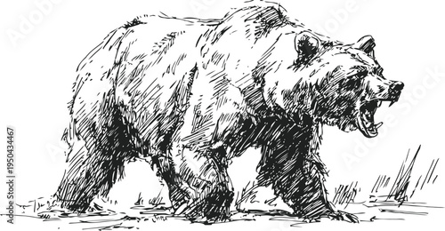 Roaring bear walking in wilderness wild animal aggressive pose, powerful nature creature sketch