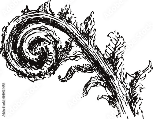 fern fiddlehead coil curling new growth black ink botanical illustration vintage natural plant spiral