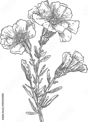Detailed line art of blooming carnation flowers with leaves and buds on stem