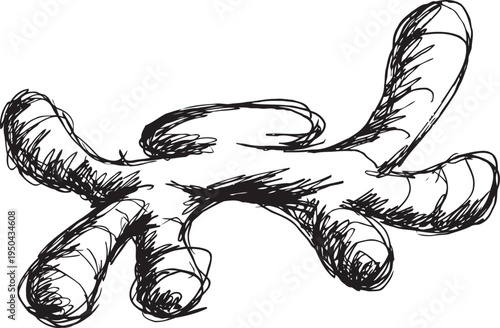 hand drawn ginger root illustration sketch drawing of fresh rhizome with knobby texture and natural curves