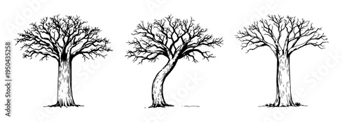 Baobab tree set with vintage ink sketch and botanical engraving style featuring thick trunk, detailed branches, and natural foliage with african landscape and desert plant