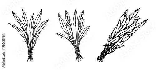 Sage sticks set with abstract line art bundle of dried sticks on white background featuring sage, dried, smudge stick with black ink and minimalist illustration
