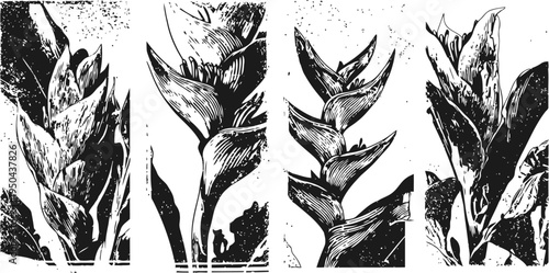 four detailed ink illustrations of exotic tropical heliconia flowers with distinct leaves