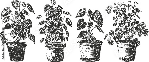 four indoor potted plants with various leaf shapes and sizes arranged in a row