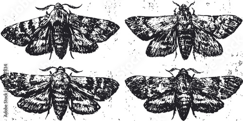 vintage illustration of four moths with spread wings in detailed black ink sketch