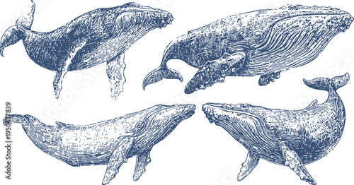 Detailed vintage blue whale illustrations set, marine mammals in various swimming poses, ocean wildlife art