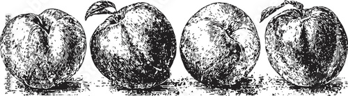 Four vintage hand drawn peaches illustration detailed engraved fruit sketch botanical drawing with natural texture and shading