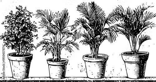Vintage botanical illustration of potted ornamental tropical plants with detailed leaf and pot textures