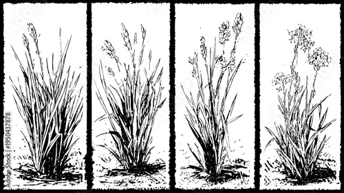Vintage botanical illustrations of four different grass and flower plants in black and white ink