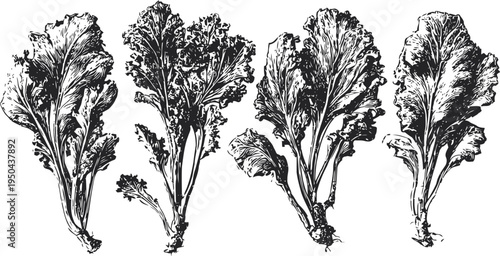 vintage lettuce leaves illustration hand drawn salad vegetable botanical engraving