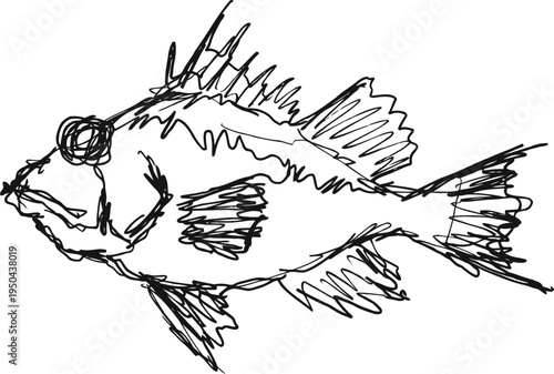 hand drawn sketch of a spiny fish with detailed fins and textured body illustration