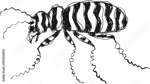 Black and white illustration of a flea insect with segmented body and long antennae