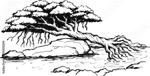 wind bent tree growing over rocky shore with exposed twisted roots and sparse foliage