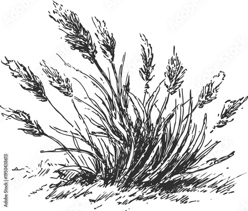 Wild grasses cluster with long seed heads growing naturally in wind swept outdoor setting