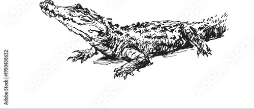 Detailed black and white illustration of a crocodile reptile in natural pose