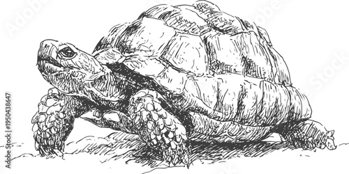 Detailed hand drawn tortoise crawling on rough ground with textured shell and scaly legs