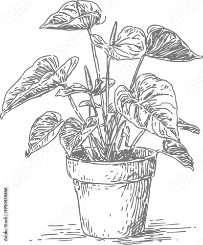 Potted tropical houseplant with large leafy foliage indoor greenery in terracotta container