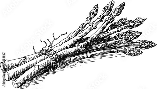 Bundle of fresh asparagus spears tied together detailed vintage ink drawing black and white illustration