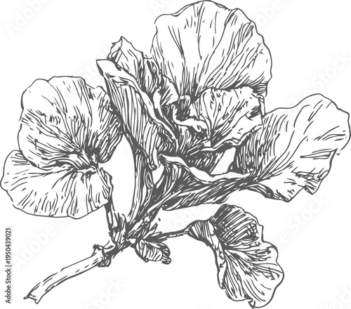 hand drawn floral illustration of three blooming pansy flowers with detailed petals and stems
