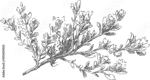 hand drawn botanical branch illustration vintage detailed sketch with leaves and flowers