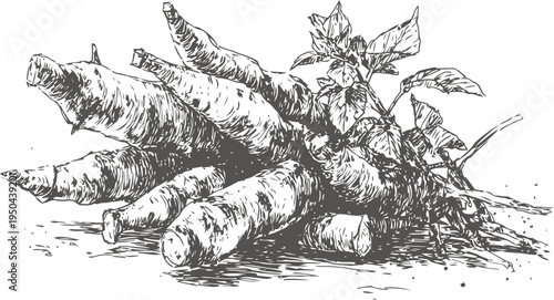 harvested cassava roots with leaves, detailed botanical illustration in black and white