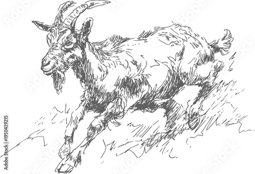 mountain goat running downhill with detailed fur and textured horns sketch