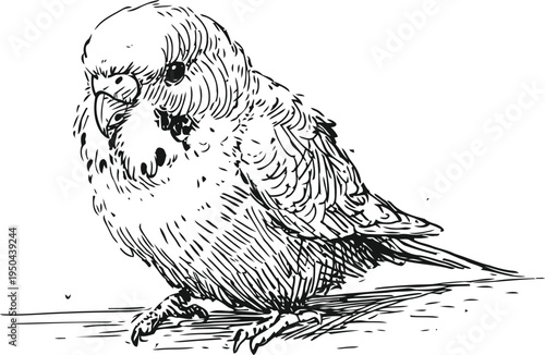 Detailed line art of a budgie parakeet perched, showing feathers and textured plumage in black and white
