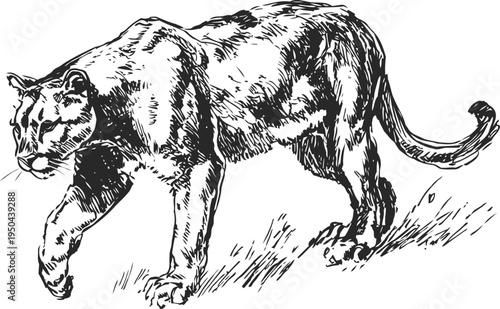 black and white hand drawn illustration of a walking panther in vintage engraving