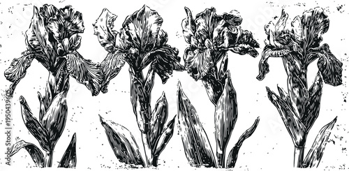 Vintage botanical illustration of iris flowers with detailed leaves and petals