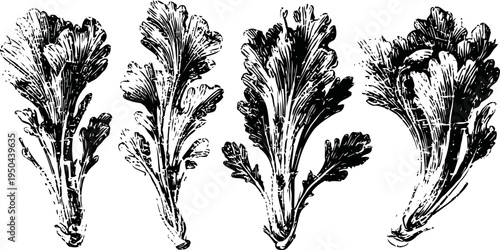 Vintage botanical illustration of four detailed lettuce leaves with intricate vein patterns
