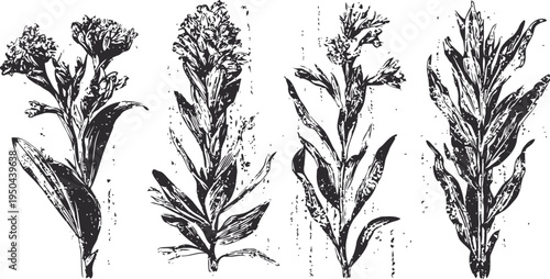 illustration of four different wildflowers with detailed leaves and floral clusters, botanical line art design