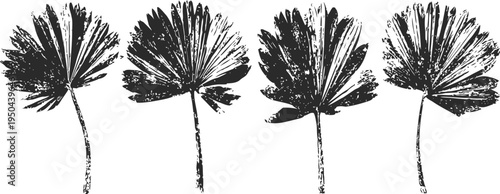 Vintage botanical illustration of four detailed fan palm leaves in black and white line art
