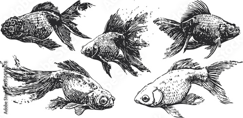 detailed hand drawn goldfish illustrations with flowing fins and scales ornamental aquarium fish art set