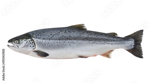 A detailed side profile of a whole atlantic salmon featuring its characteristic spotted silver skin isolated on transparent background