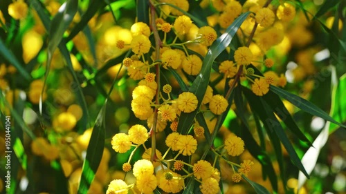 Acacia tree branches covered in bright yellow wattle blossoms stand out against a clear blue sky in natural sunlight.