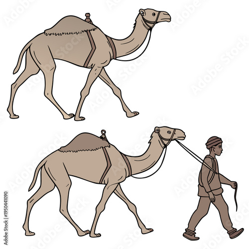 A camel and a man walking with a leash