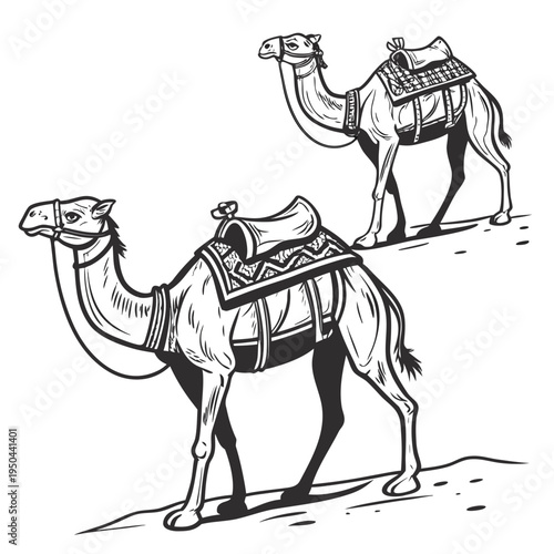 Two camels standing on the sand