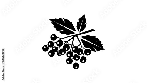 Black elderberry silhouette with leaves on white background