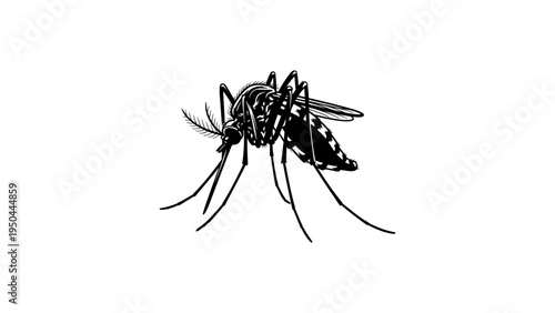 Detailed silhouette of mosquito with intricate wing patterns