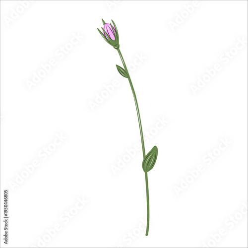 Delicate flower bud branch in vintage botanical engraving style. Minimal hand drawn floral element isolated on white background for patterns, packaging, stationery and eco branding.