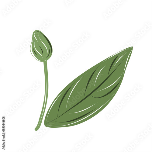 Hand drawn botanical leaf with bud in vintage engraving style. Minimal natural element isolated on white for botanical patterns, eco branding, packaging and decorative design.