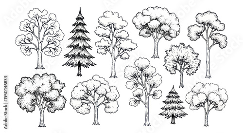 Diverse Hand-Drawn Tree Collection: Oak, Pine, and More - Line Art